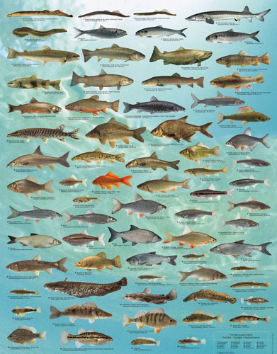 fisch ch