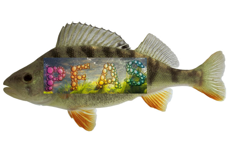 Fisch PFAS