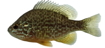 sonnenbarsch